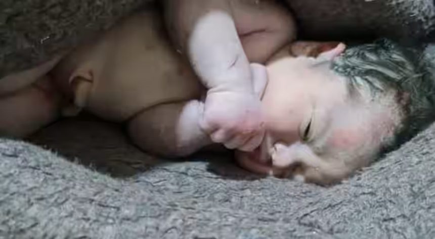 VIDEO: Një grua lindi nën rrënoja në Siri, fatkeqësisht ajo vdiq pasi u shpëtua foshnja